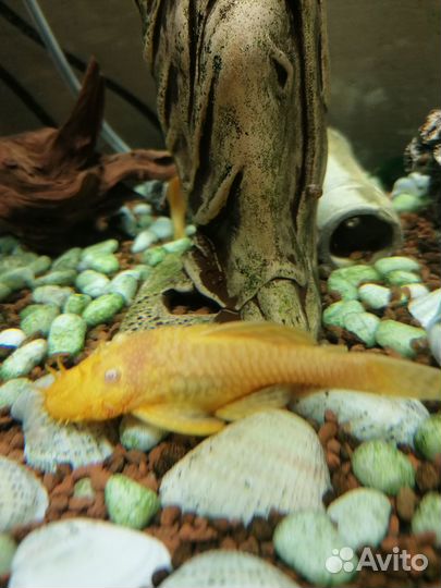 Аквариумные рыбки сомики