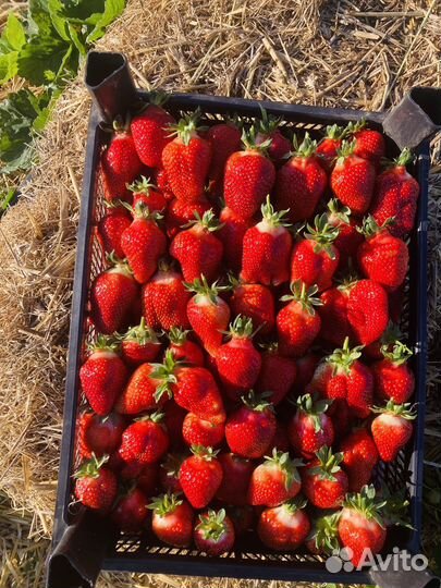 Клубника сорт Азия