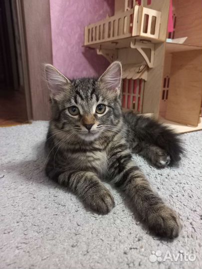 Котик 5 месяцев