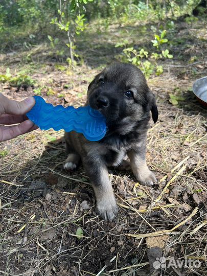 Щенок в добрые руки