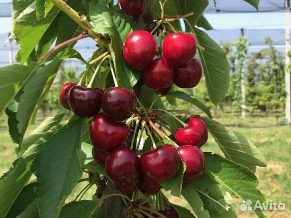 Саженцы и черенки черешни Хелен Роял