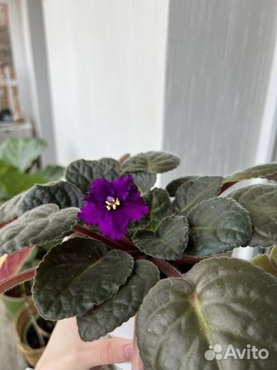 Растение комнатное фиалки бегония