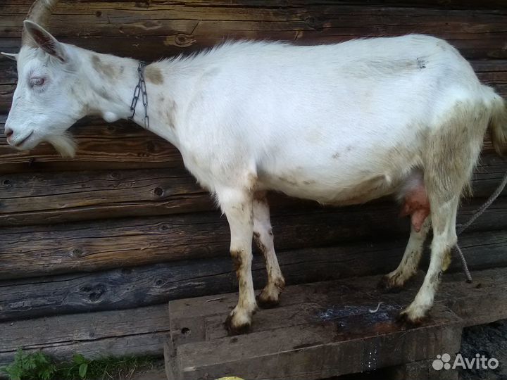 Козы дойные