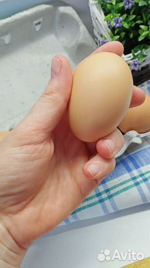 Свежие, деревенские яйца от домашних кур