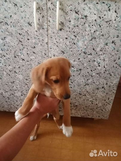 Собака в добрые руки отдам бесплатно