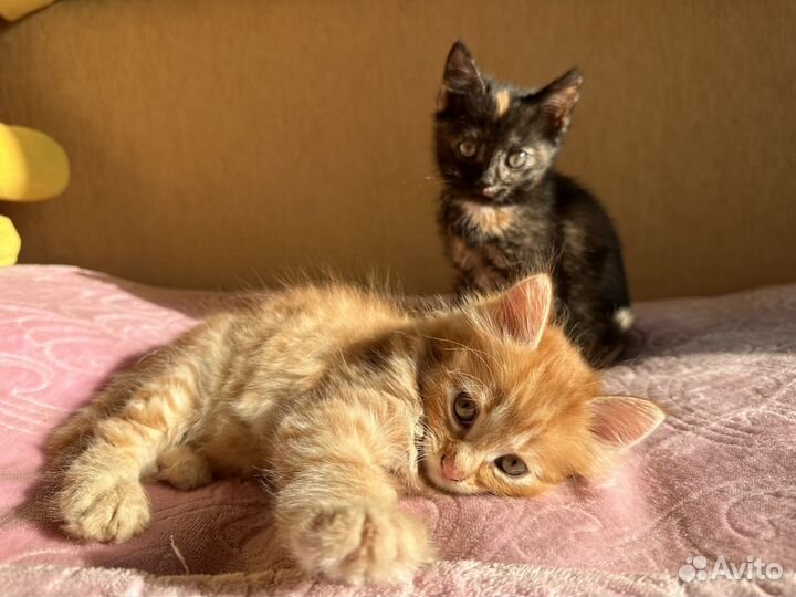 Котики бесплатно
