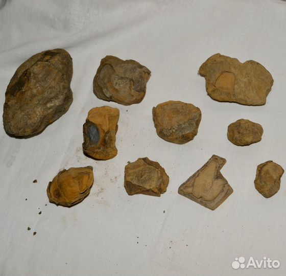 Окаменелости