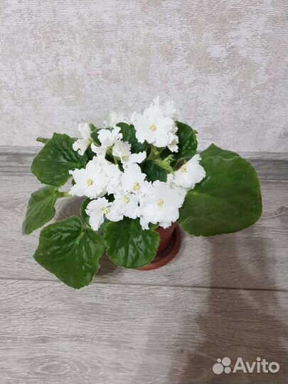 Фиалка белая цветущая сенполия