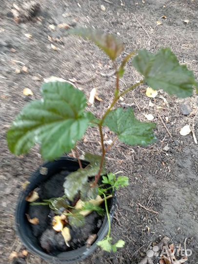 Дерен пёстролистный, пузыреплодник