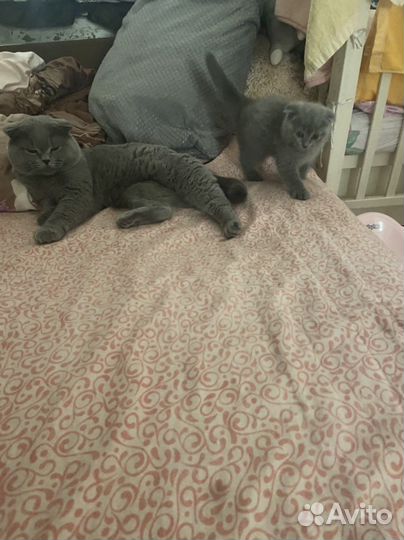 Шотландская вислоухая