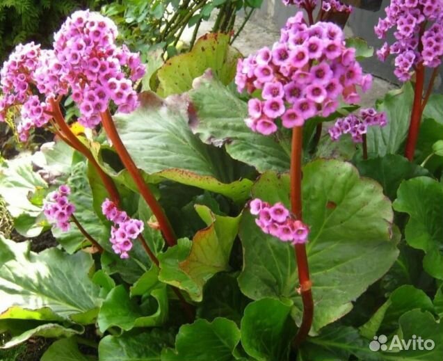 Саженцы многолетних растений