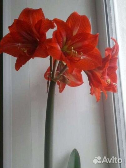 Амариллисы
