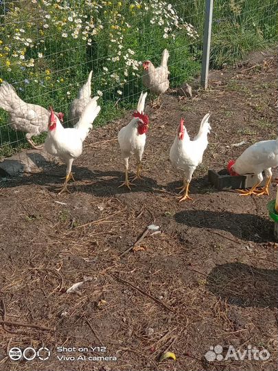 Инкубационное яйцо Леггорн стандарт