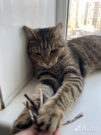 Котик в добрые руки