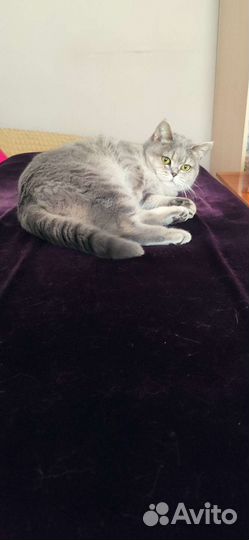 Кошка в добрые руки бесплатно