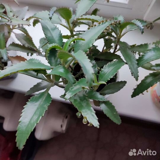 Каланхоэ лечебное