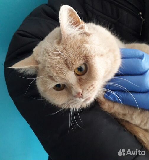 Кошка, возраст примерно 1 год