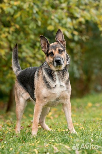 Собака мальчик Найт 3 года ищет семью