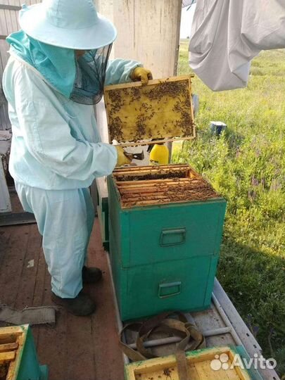 Бак 30 кг Мед Луговой с лабораторной проверкой