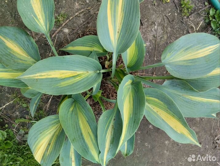 Хосты и многолетки