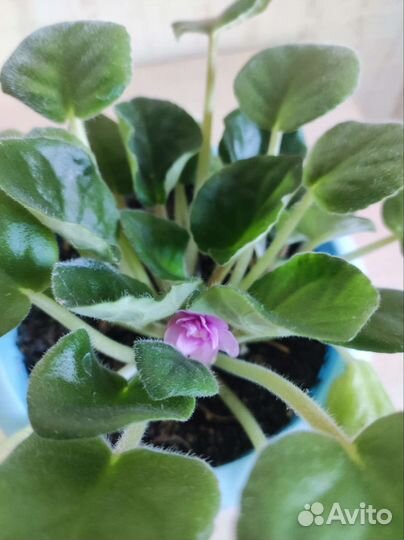 Аглаонема, фикус, фиалка и др