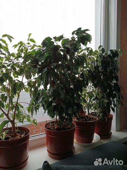 Фикус бенджамина