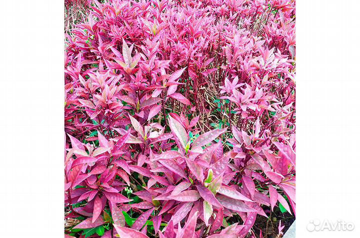 Альтернантера Рейнека Розанервиг