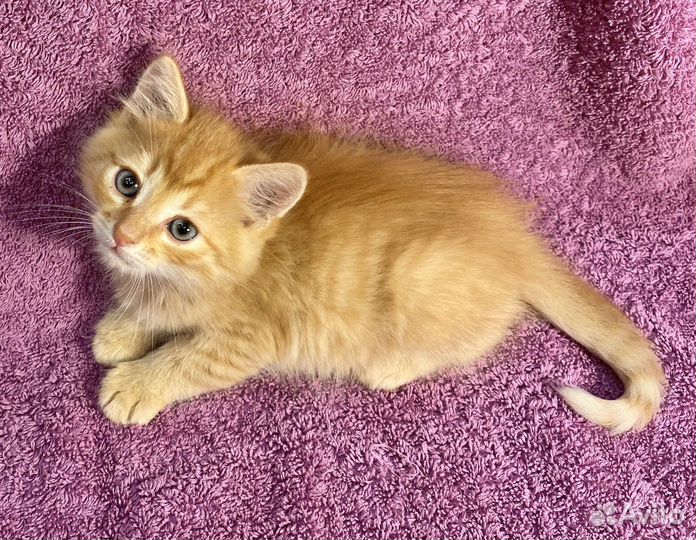 Рыжие не сдаются Лева все еще ищет семью