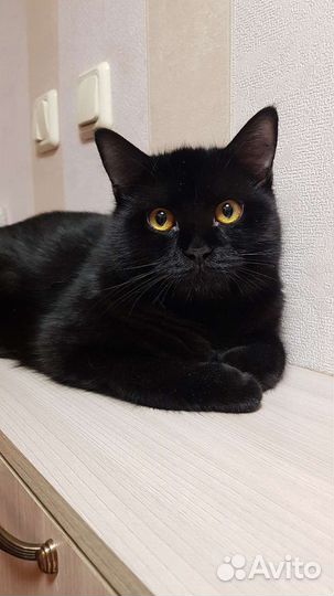 Британский черный кот 10мес Сёма привит домашний