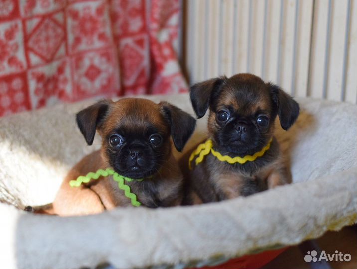 Девочки пти-брабансоны