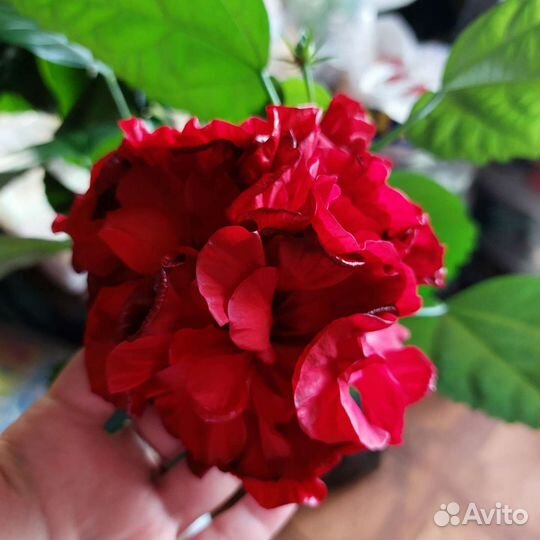 Гибискус махровый