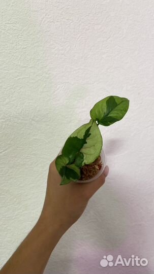 Сингониумы разные