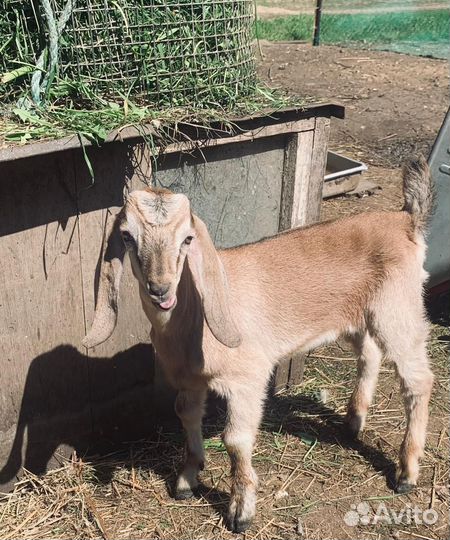 С/х животные