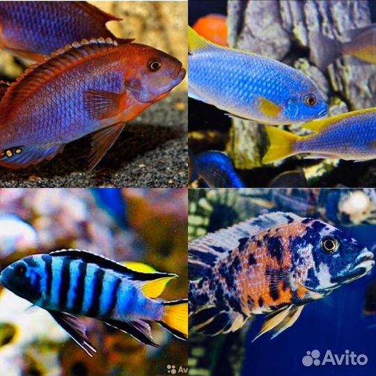 Африканские цихлиды собственного разведения