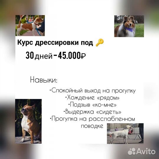 Кинолог, Хендлер, дрессировка собак