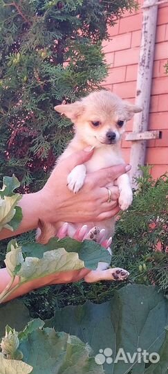 Собаки щенки