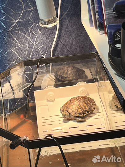 Красноухая черепаха с аквариумом