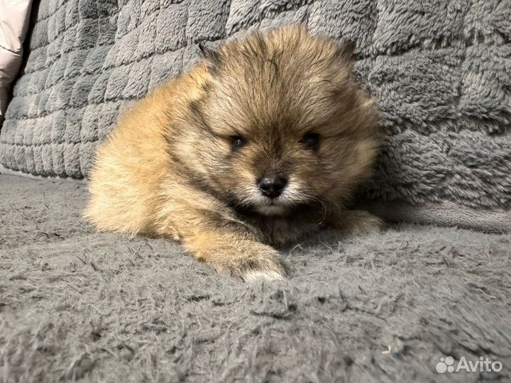 Померанский шпиц медвежьего типа