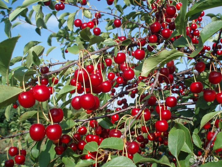 Саженцы вишни- 