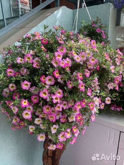 Ампельные цветы