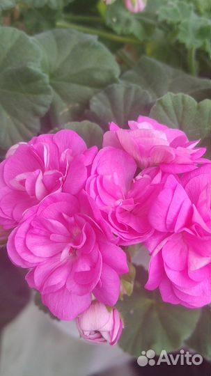 Сортовые пеларгонии. Укорененные черенки