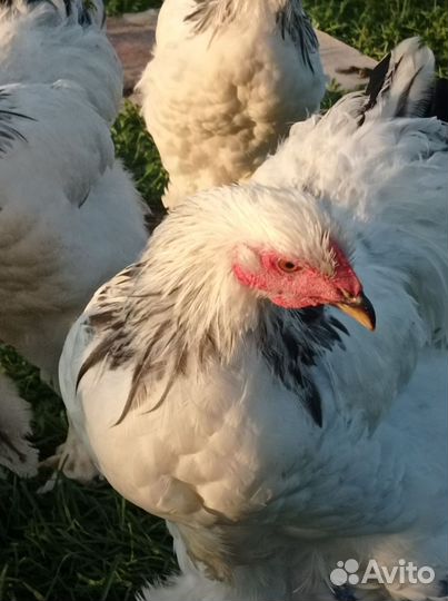 Петухи