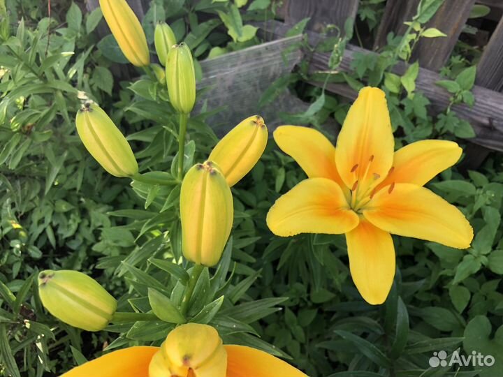 Лилия азиатская