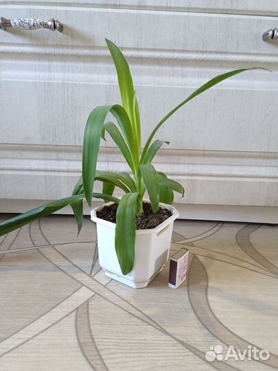 Комнатные цветы разные