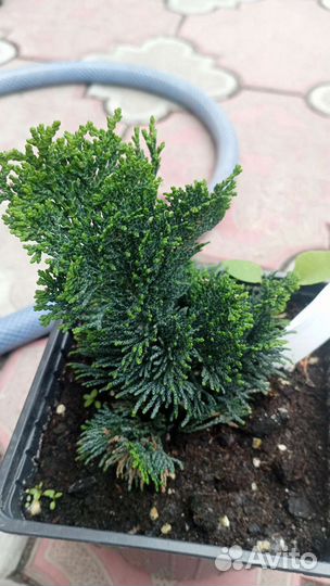 Кипарисовик, тисс, тсуга