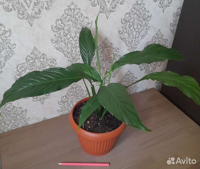 Спацифиллумы большие и маленькие