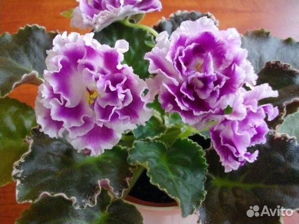 Фиалки сортовые детками