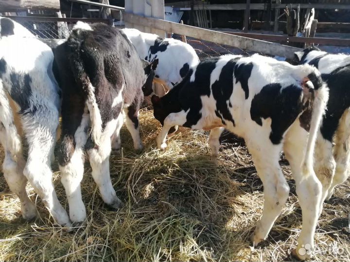 Телята бычки