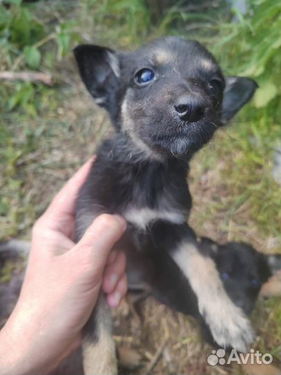 Щенки от хаски