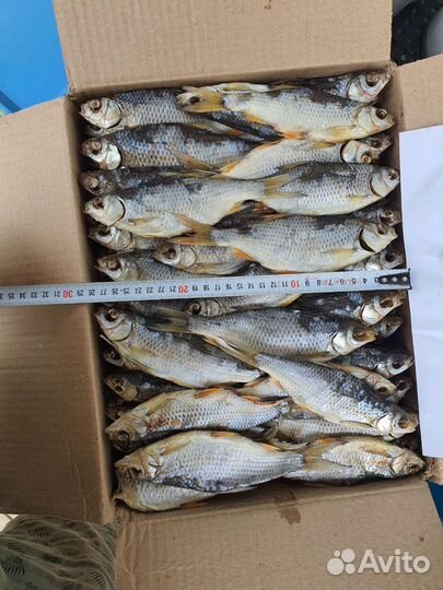 Вообла, тарань, судак, чехонь, лещ, щука, бычок